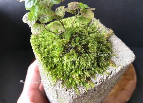 青苔養殖|Moss succeed planting methods 青苔不失誤成功種植法